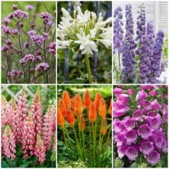 New Release 7 Top Tall Perennials | Plants For Height And Structure