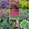 Best Ground Cover Plants | A Carpet Of Flowers 1 Best Ground Cover Plants | A Carpet Of Flowers -Roots PBCOL51 1
