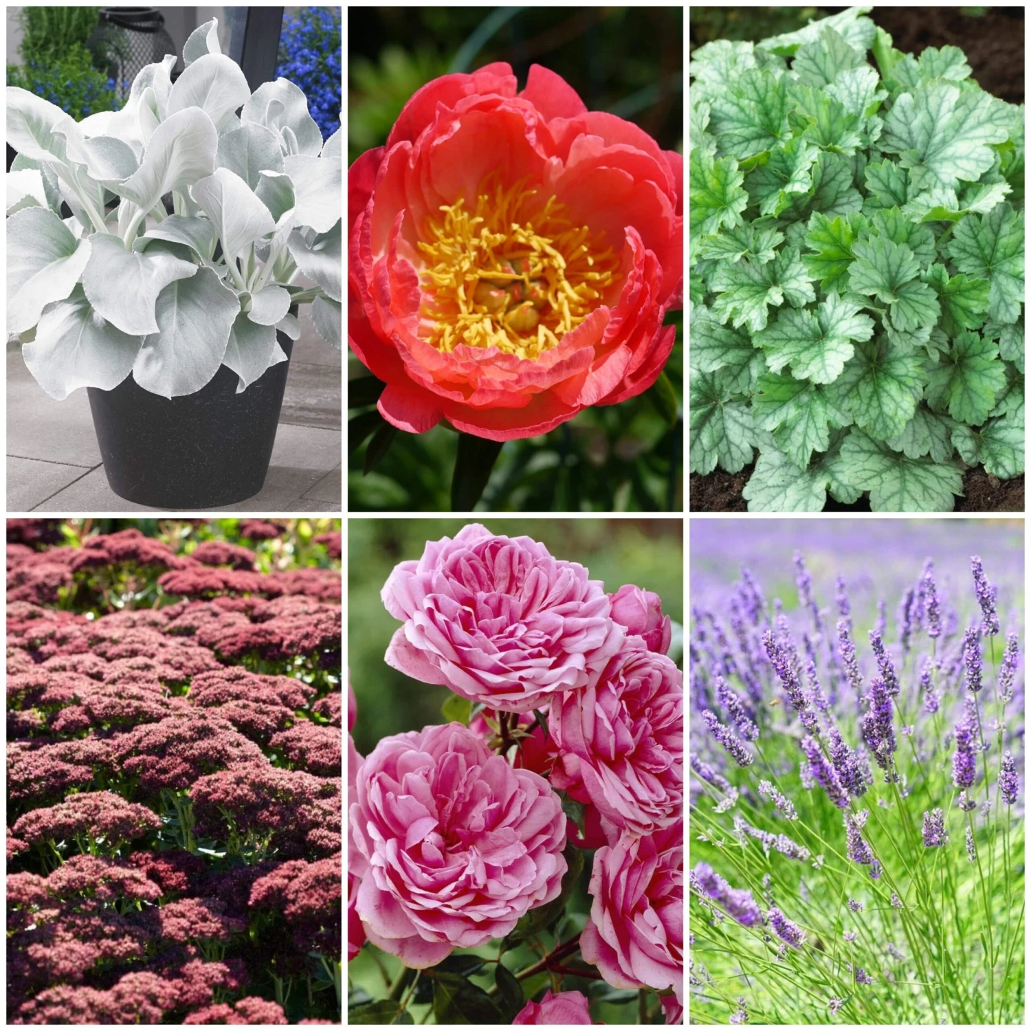 Sensory Garden Plants | Tactile, Bright & Fragrant 3 Sensory Garden Plants | Tactile, Bright & Fragrant