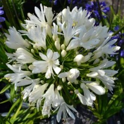 Stately Agapanthus Collection 12 Stately Agapanthus Collection -Roots PBO442 1 22713639 7afc 4ce6 b147 454abe74de37