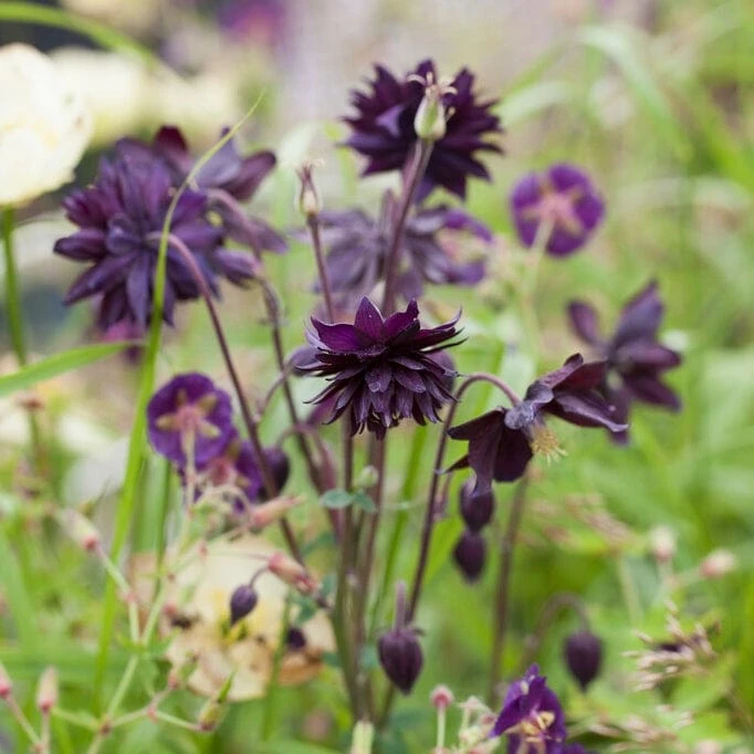 Aquilegia 'Black Barlow' 3 Aquilegia 'Black Barlow'