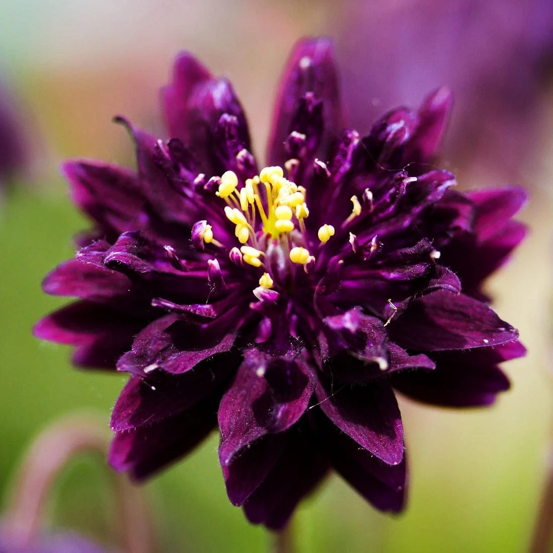 Aquilegia 'Black Barlow' 4 Aquilegia 'Black Barlow' - Image 2