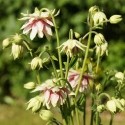 Aquilegia 'Nora Barlow' 9 Aquilegia 'Nora Barlow' -Roots PBO459 4