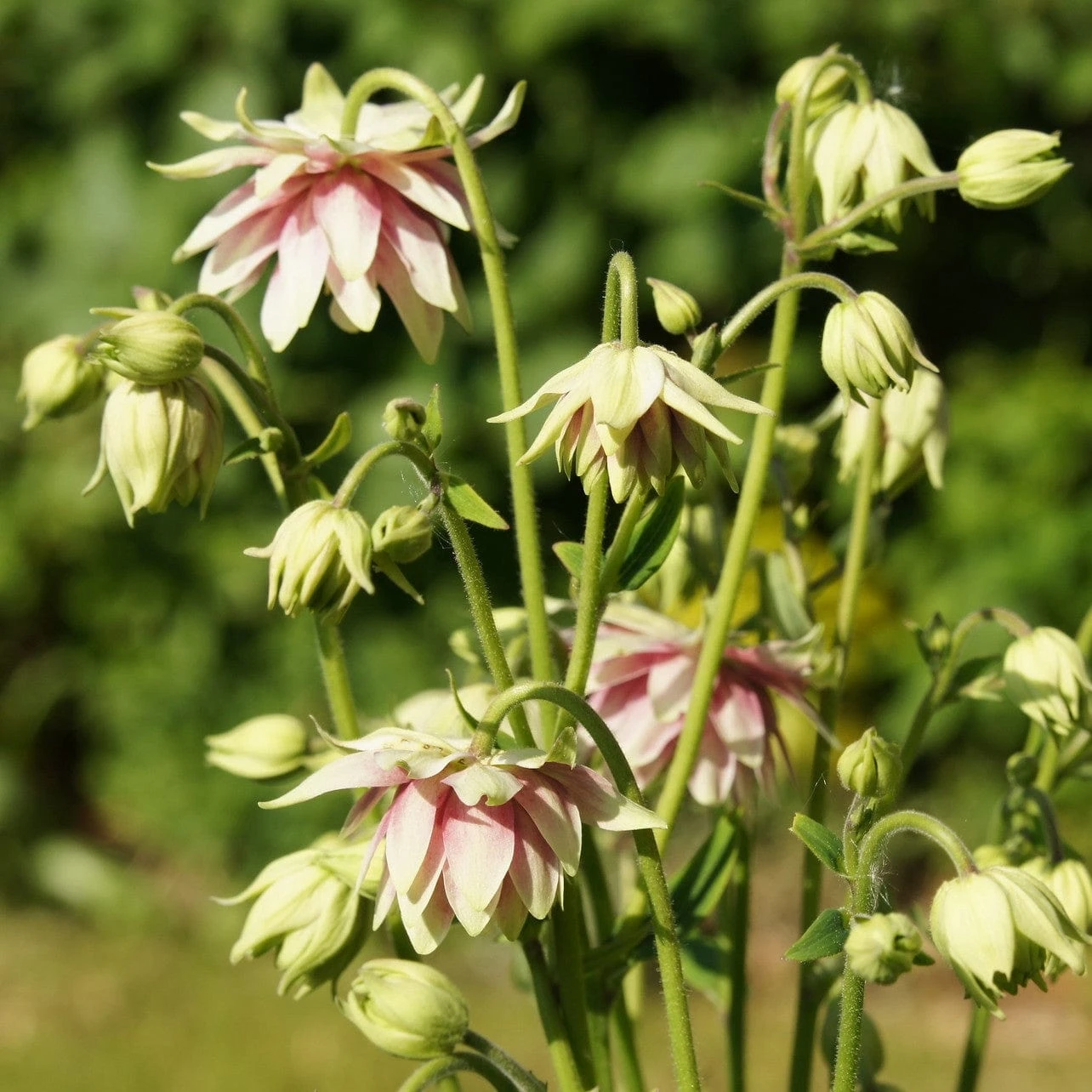 Aquilegia 'Nora Barlow' 6 Aquilegia 'Nora Barlow' - Image 4