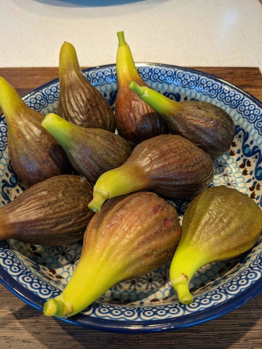 The 3 Best Fruits To Grow In Pots | Nectarine, Fig & Blueberry 7 The 3 Best Fruits To Grow In Pots | Nectarine, Fig & Blueberry - Image 5