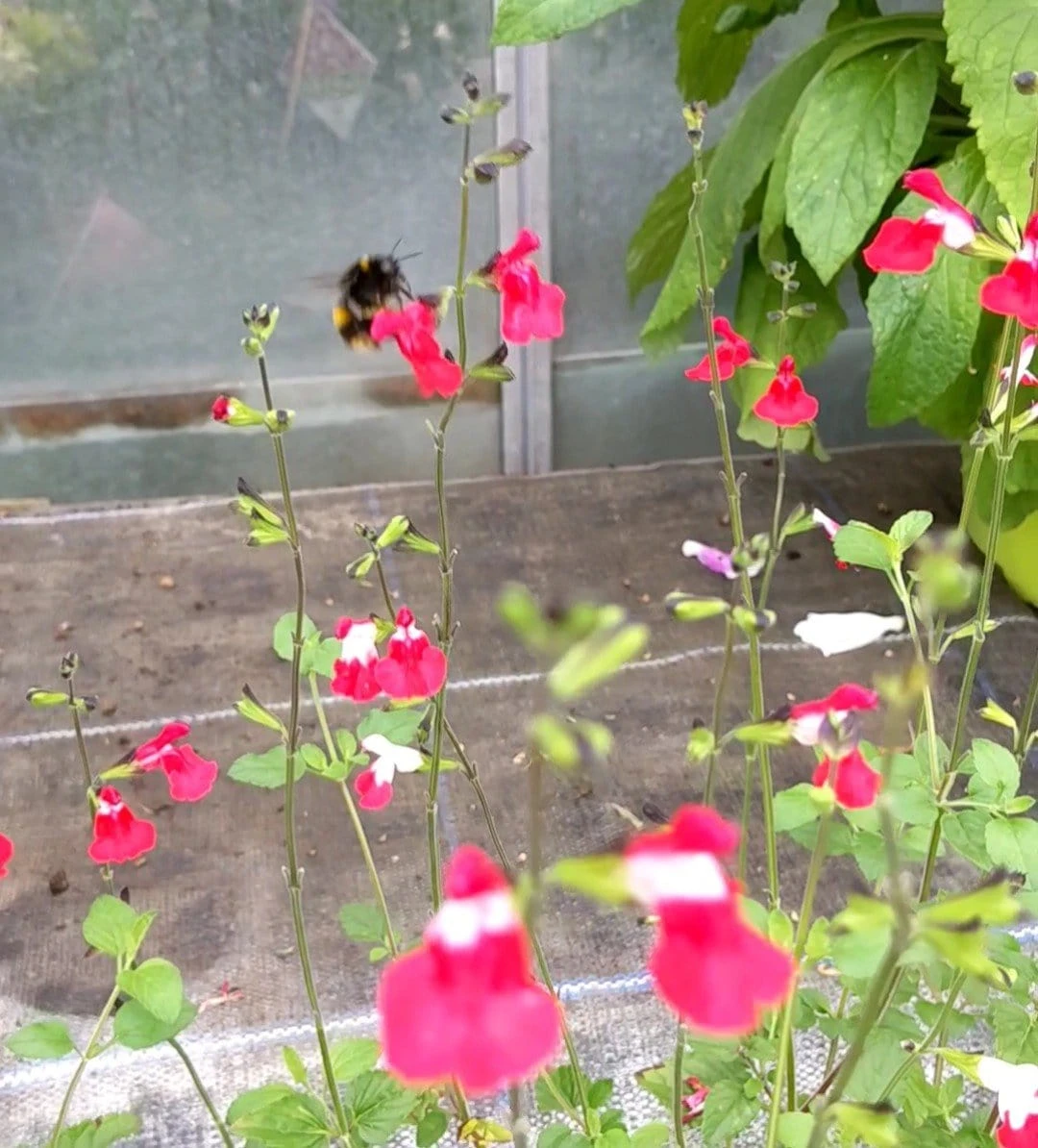 Salvia 'Hot Lips' 8 Salvia 'Hot Lips' - Image 6