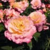 'Perfect Harmony' Hybrid Tea Rose 1 'Perfect Harmony' Hybrid Tea Rose -Roots Perfect Harmony 1