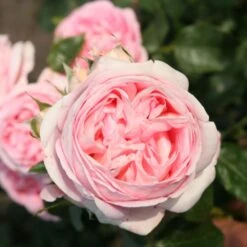 'Pink Martini' Hybrid Tea Rose 7 'Pink Martini' Hybrid Tea Rose -Roots Pink Martini 1