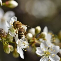 Oullins Golden Gage Plum Tree 11 Oullins Golden Gage Plum Tree -Roots Plum add2 186cc094 2846 489c 9d28 be63134d8d09