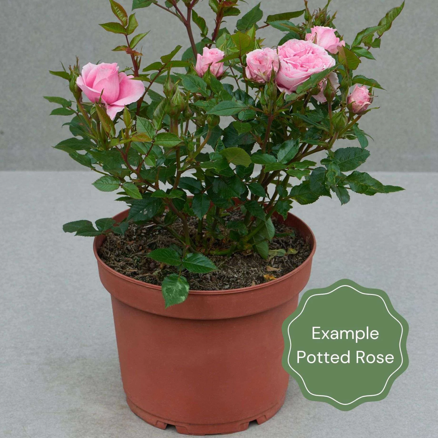 'Pearl Celebration' Hybrid Tea Rose 4 'Pearl Celebration' Hybrid Tea Rose - Image 2