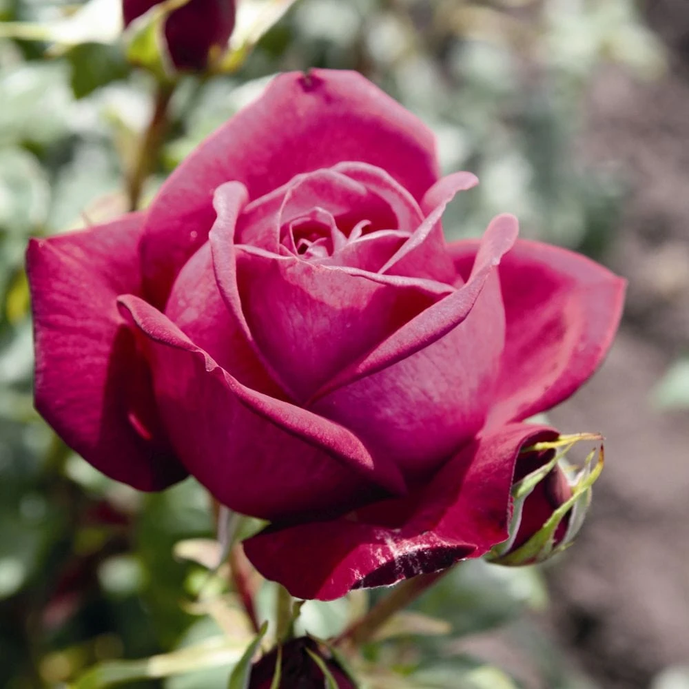 'Pure Poetry' Hybrid Tea Rose 3 'Pure Poetry' Hybrid Tea Rose