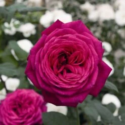 'Pure Poetry' Hybrid Tea Rose 7 'Pure Poetry' Hybrid Tea Rose -Roots Pure Poetry 1