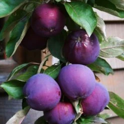 'Purple Haze' Columnar Patio Apple Tree 12 'Purple Haze' Columnar Patio Apple Tree -Roots PurpleHaze 3