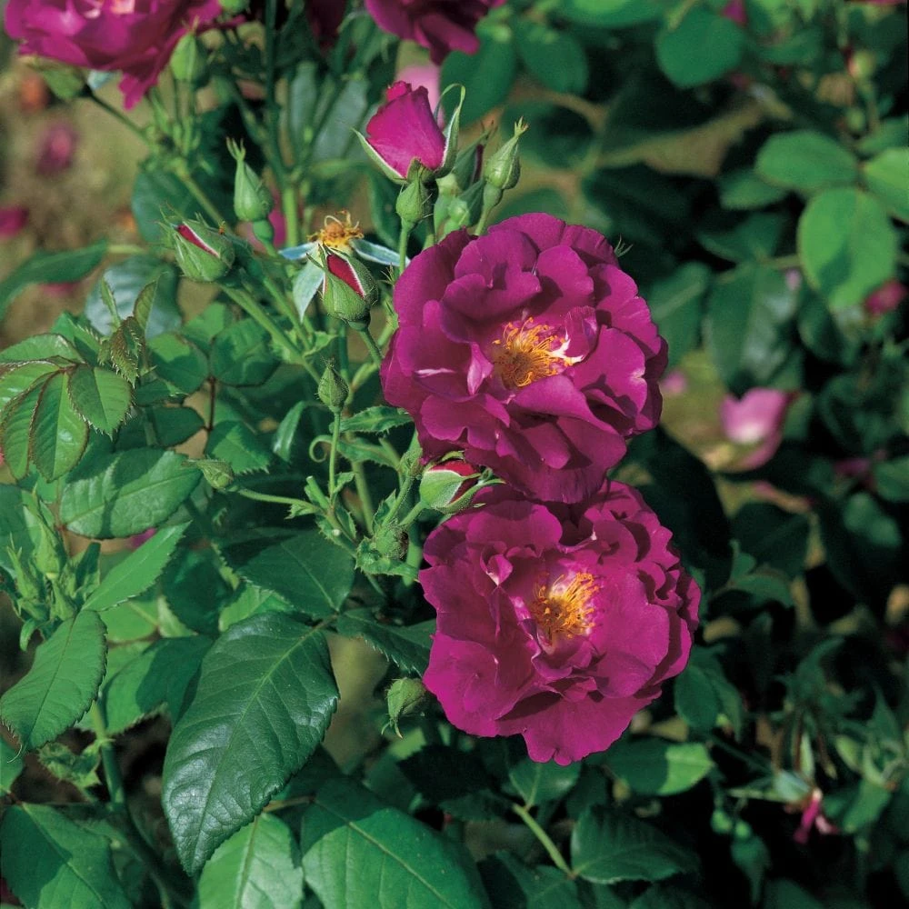 'Rhapsody In Blue' Floribunda Rose 3 'Rhapsody In Blue' Floribunda Rose