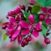 Royalty Crabapple Tree 2 Royalty Crabapple Tree -Roots Royalty 1