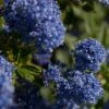 Ceanothus 'Southmead' -Roots SHR0012 1