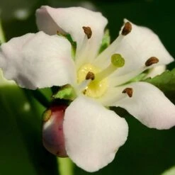 Escallonia 'Apple Blossom' 8 Escallonia 'Apple Blossom' -Roots SHR0032 3
