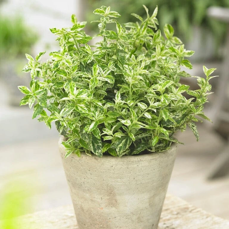 Euonymus 'Harlequin' 3 Euonymus 'Harlequin'