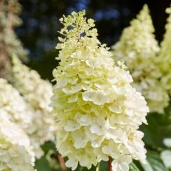 Best Shrubs For Shade -Roots SHR0046 1 c3cb1a59 bc1f 4193 9c29 bb636158196c