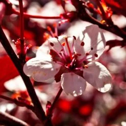 Photinia 'Red Robin' 19 Photinia 'Red Robin' -Roots SHR0054 1