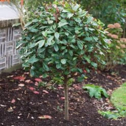 Photinia 'Red Robin' 14 Photinia 'Red Robin' -Roots SHR0054 10