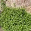 Pittosporum 'Golden Ball' -Roots SHR0056 1