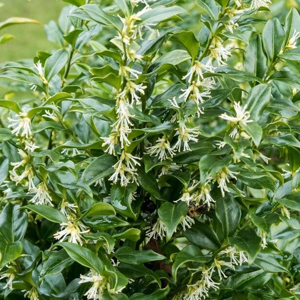 Best Fast Growing Shrubs 5 Best Fast Growing Shrubs - Image 3