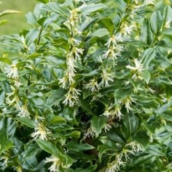 Best Flowering Evergreen Shrubs 9 Best Flowering Evergreen Shrubs -Roots SHR0062 1 f7e44b35 4443 4e1f b9ca 5dd40e3c765d