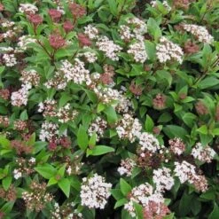 Best Fast Growing Shrubs 9 Best Fast Growing Shrubs -Roots SHR0064 6 946fc09a 42cd 431c afad a8c0b1ec3ad8