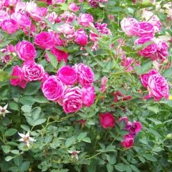 'Antike' Climbing Rose -Roots SHR0066 3