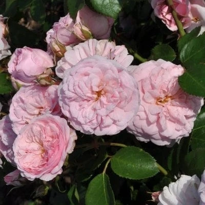 'My Beloved Mother' Shrub Rose 3 'My Beloved Mother' Shrub Rose