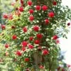'Don Juan' Climbing Rose 2 'Don Juan' Climbing Rose -Roots SHR0069 4