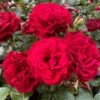 'Hallie Bella®' Shrub Rose 1 'Hallie Bella®' Shrub Rose -Roots SHR0070 1