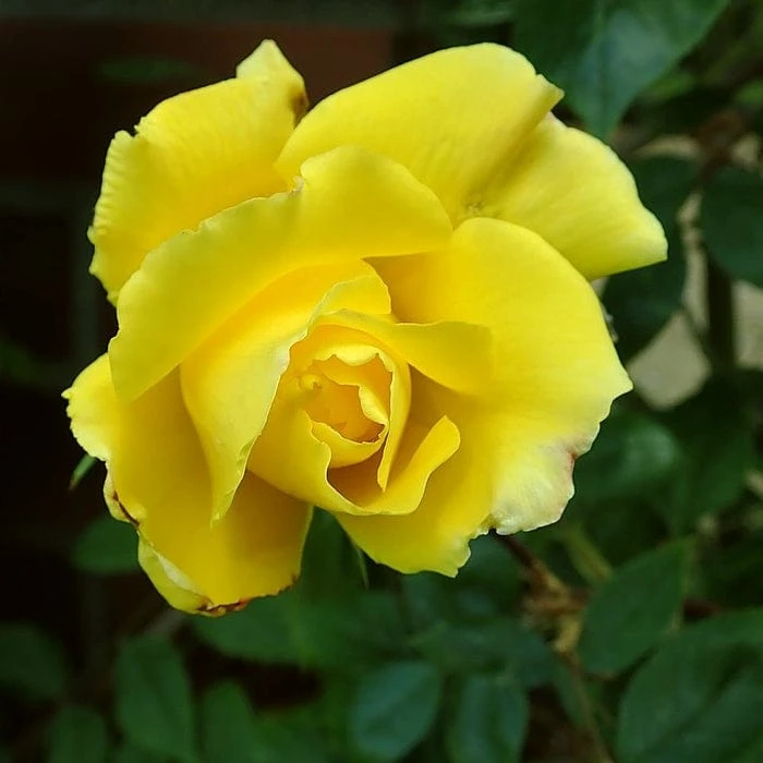 'Golden Showers' Climbing Rose 4 'Golden Showers' Climbing Rose - Image 2