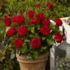 'Capricia Renaissance®' Shrub Rose 1 'Capricia Renaissance®' Shrub Rose -Roots SHR0072 1