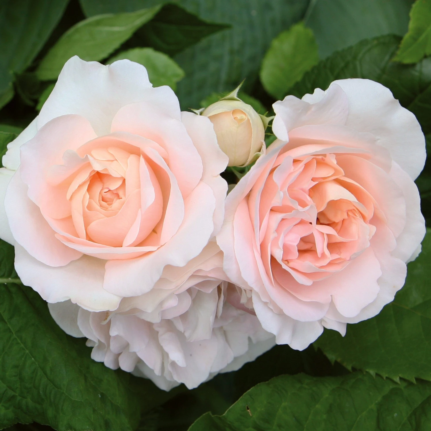'Clair Renaissance®' Shrub Rose 3 'Clair Renaissance®' Shrub Rose