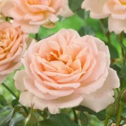 'Clair Renaissance®' Shrub Rose 12 'Clair Renaissance®' Shrub Rose -Roots SHR0073 2