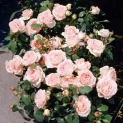 'Clair Renaissance®' Shrub Rose 11 'Clair Renaissance®' Shrub Rose -Roots SHR0073 3
