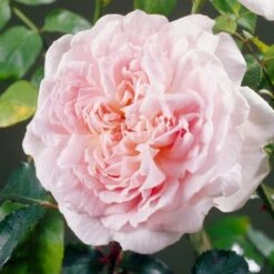 'Clair Renaissance®' Shrub Rose 10 'Clair Renaissance®' Shrub Rose -Roots SHR0073 4