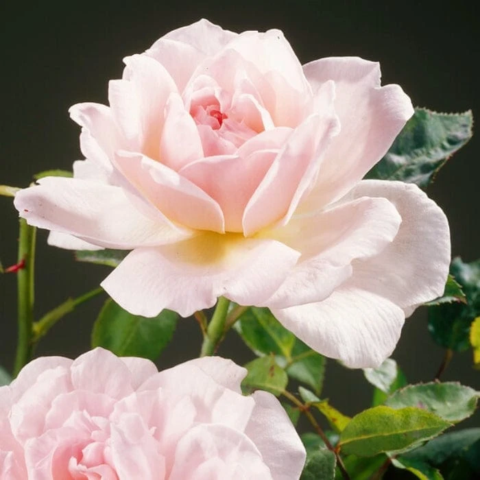 'Clair Renaissance®' Shrub Rose 4 'Clair Renaissance®' Shrub Rose - Image 2