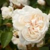 'Eisa Courtyard®' Climbing Rose 1 'Eisa Courtyard®' Climbing Rose -Roots SHR0074 1