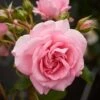 'Mamma Mia Courtyard®' Climbing Rose 1 'Mamma Mia Courtyard®' Climbing Rose -Roots SHR0077 1