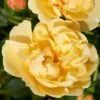 'Mapale Courtyard®' Climbing Rose 2 'Mapale Courtyard®' Climbing Rose -Roots SHR0078 1