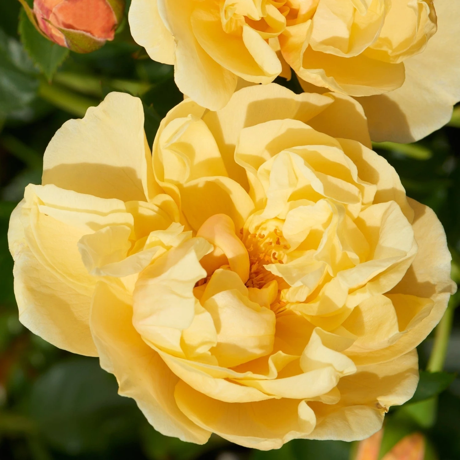 'Mapale Courtyard®' Climbing Rose 3 'Mapale Courtyard®' Climbing Rose