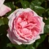 'Marlis Renaissance®' Shrub Rose 1 'Marlis Renaissance®' Shrub Rose -Roots SHR0079 1
