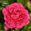 'Pasillo Courtyard®' Climbing Rose 2 'Pasillo Courtyard®' Climbing Rose -Roots SHR0081 1