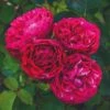 'Raspberry Ripple®' Shrub Rose 1 'Raspberry Ripple®' Shrub Rose -Roots SHR0084 1