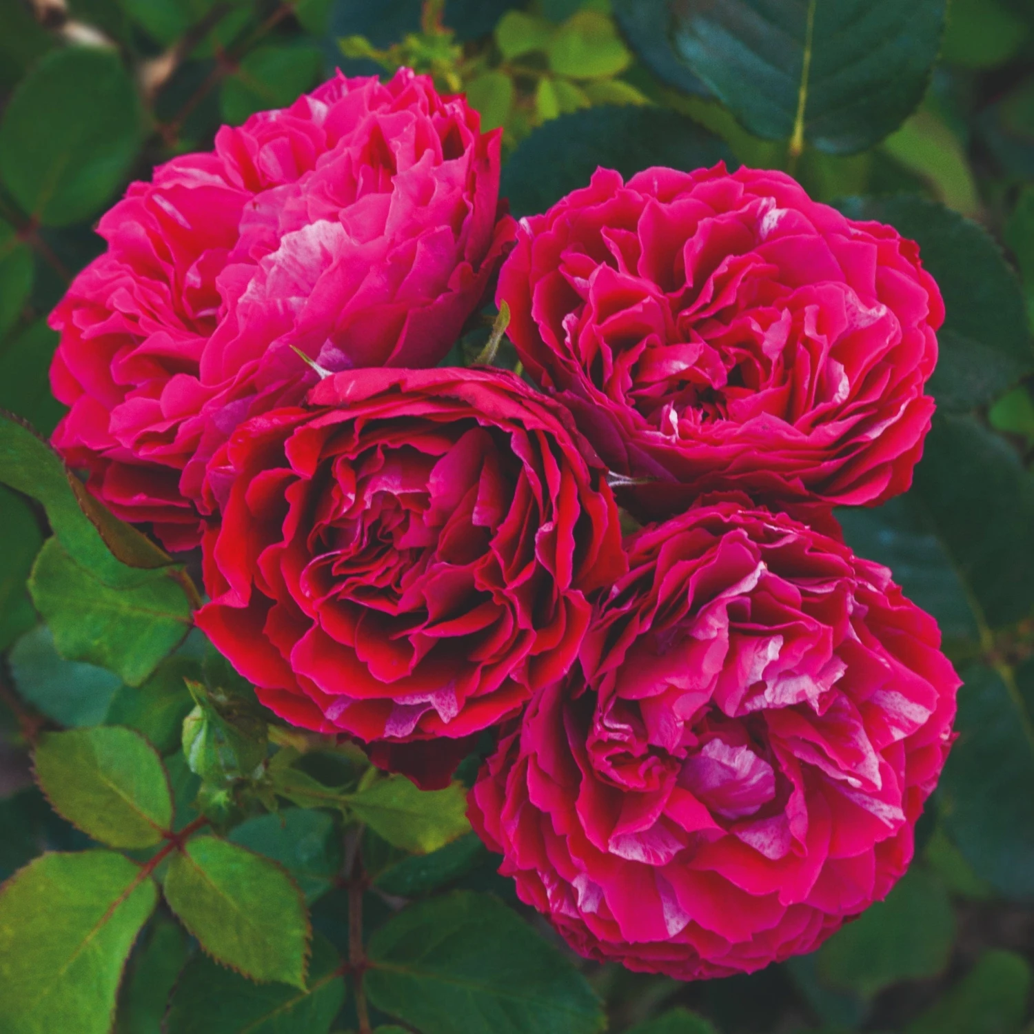 'Raspberry Ripple®' Shrub Rose 3 'Raspberry Ripple®' Shrub Rose