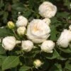 'Lenka Frayla®' Shrub Rose 2 'Lenka Frayla®' Shrub Rose -Roots SHR0085 1