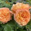 'Mia Bella®' Shrub Rose 2 'Mia Bella®' Shrub Rose -Roots SHR0088 1